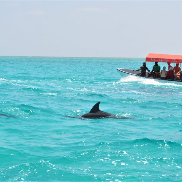 Snorkeling at Mnemba Atoll