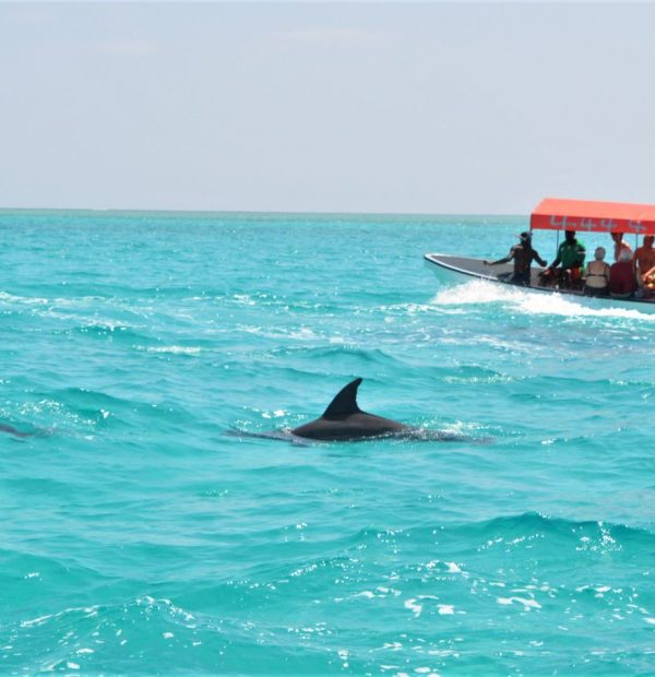Snorkeling at Mnemba Atoll