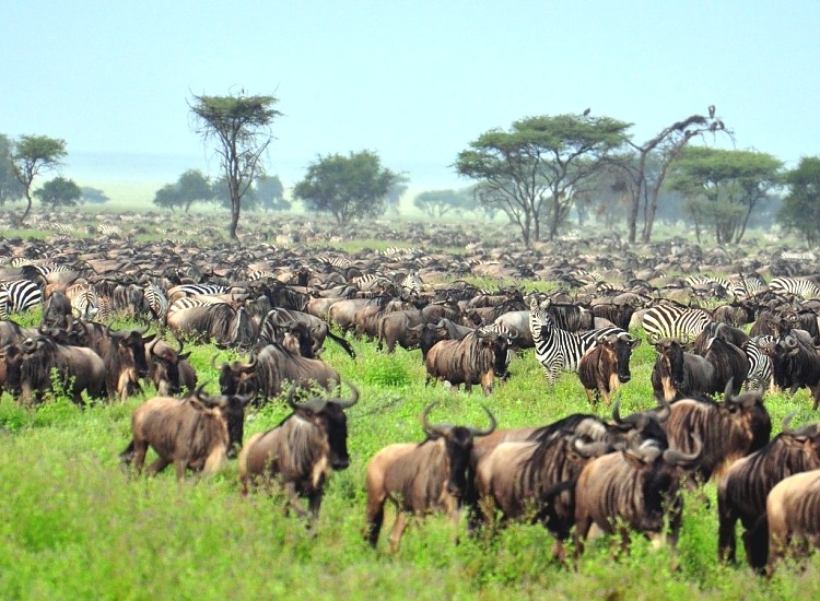 Serengeti National Park