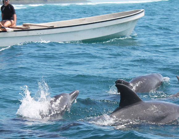 Dolphin tour in Zanzibar