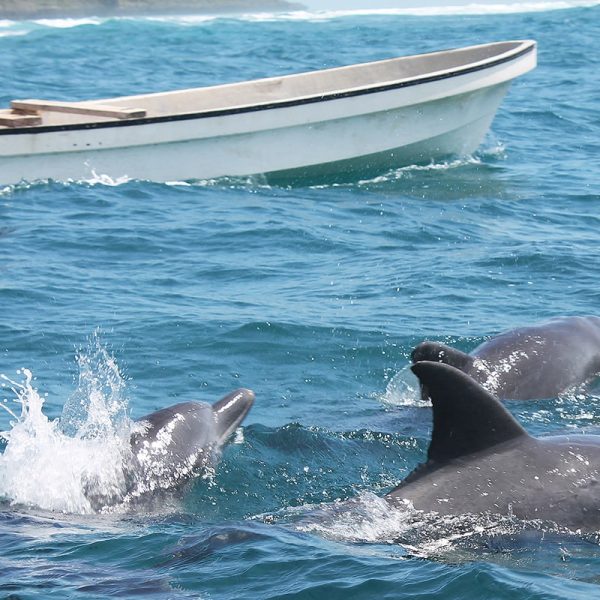 Dolphin tour in Zanzibar