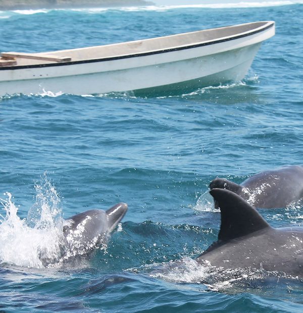 Dolphin tour in Zanzibar