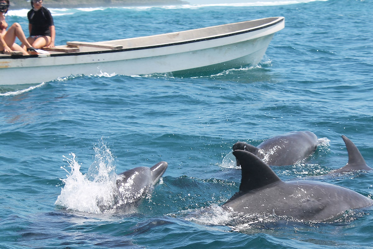 Dolphin tour in Zanzibar