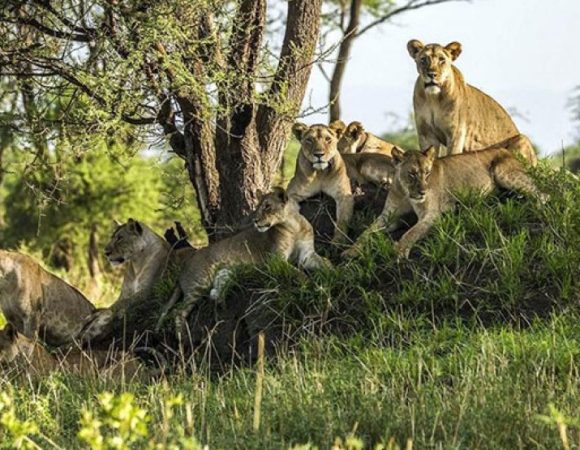 Day Trip: Mikumi National Park from Zanzibar by Flight