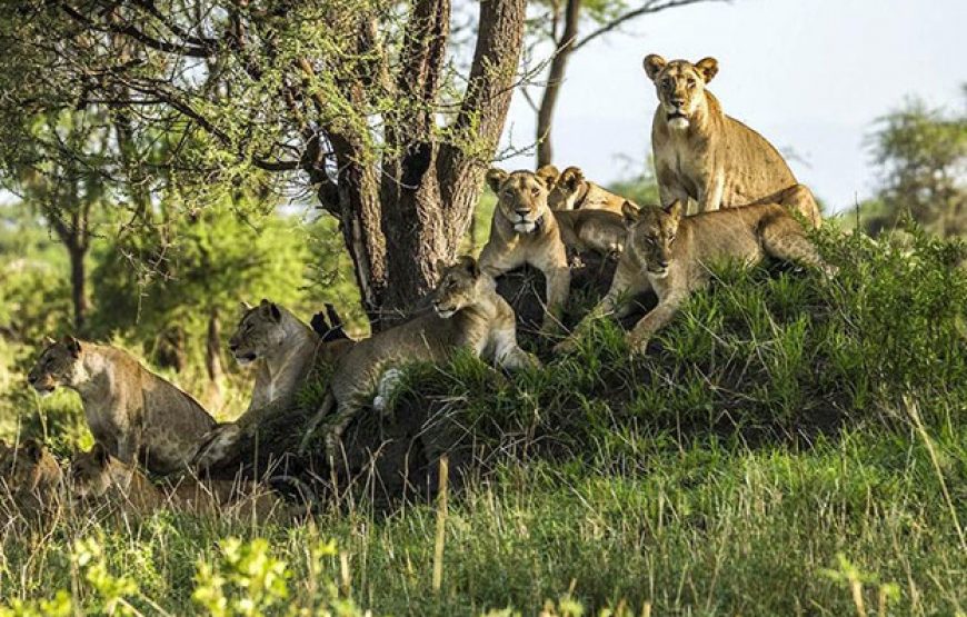 Day Trip: Mikumi National Park from Zanzibar by Flight