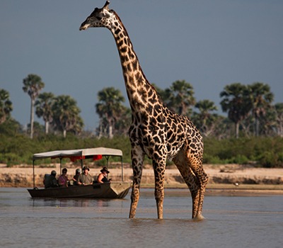 Day Safari To Selous National Park